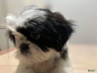 Shih Tzu dogs Jill - Ad 34