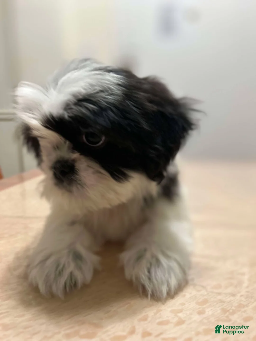 Shih Tzu dogs for sale: Jill - Ad 1
