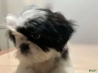 Shih Tzu dogs Jill - Ad 32