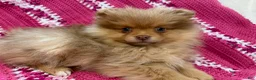 Pomeranian dogs for sale: Spice - Ad 4