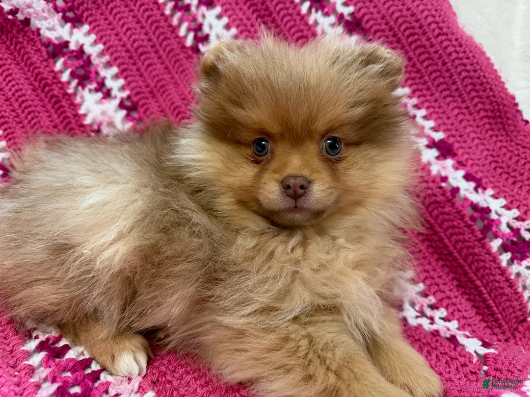 Pomeranian dogs for sale: Spice - Ad 4