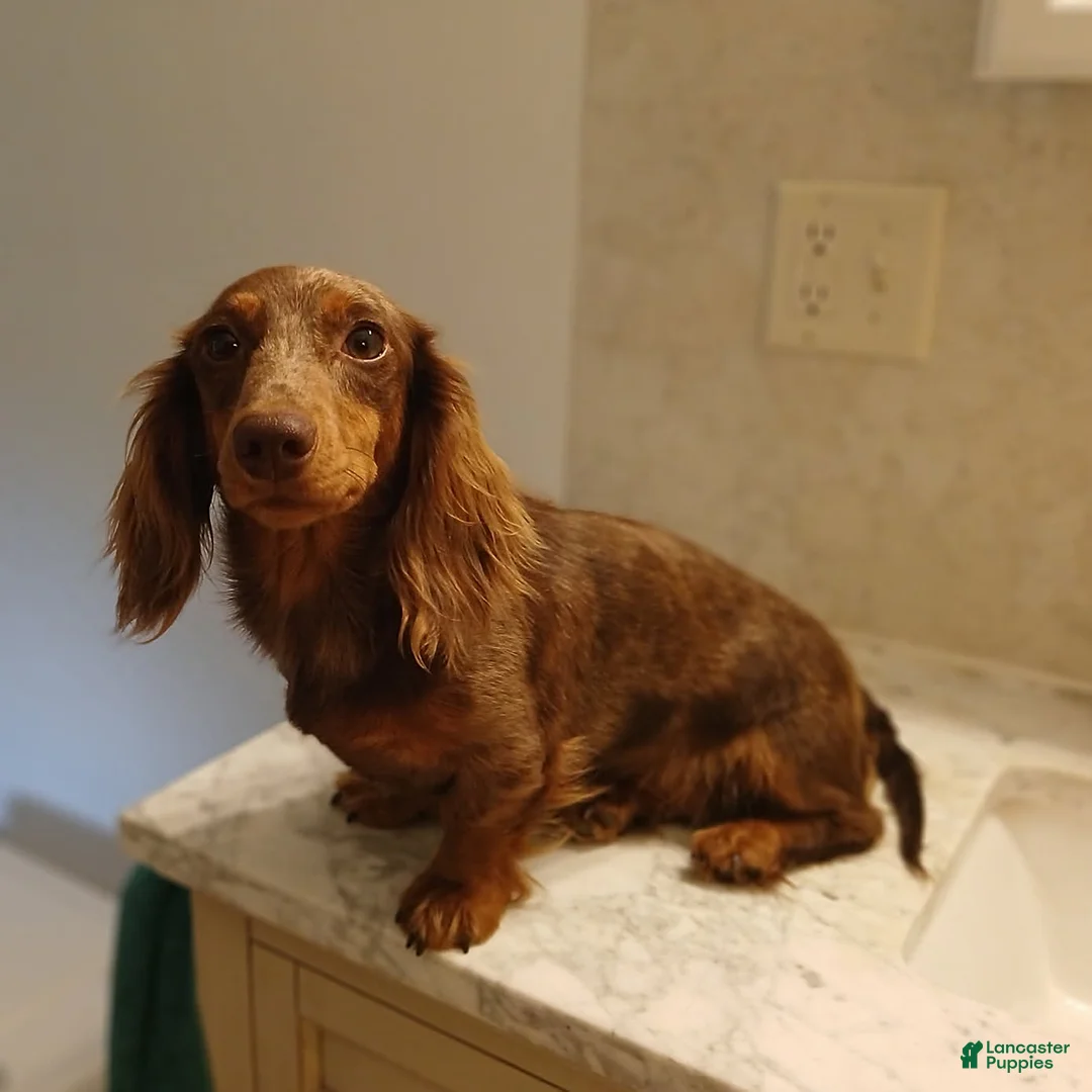 Miniature Dachshund dogs for sale: Sweetie - Ad 4