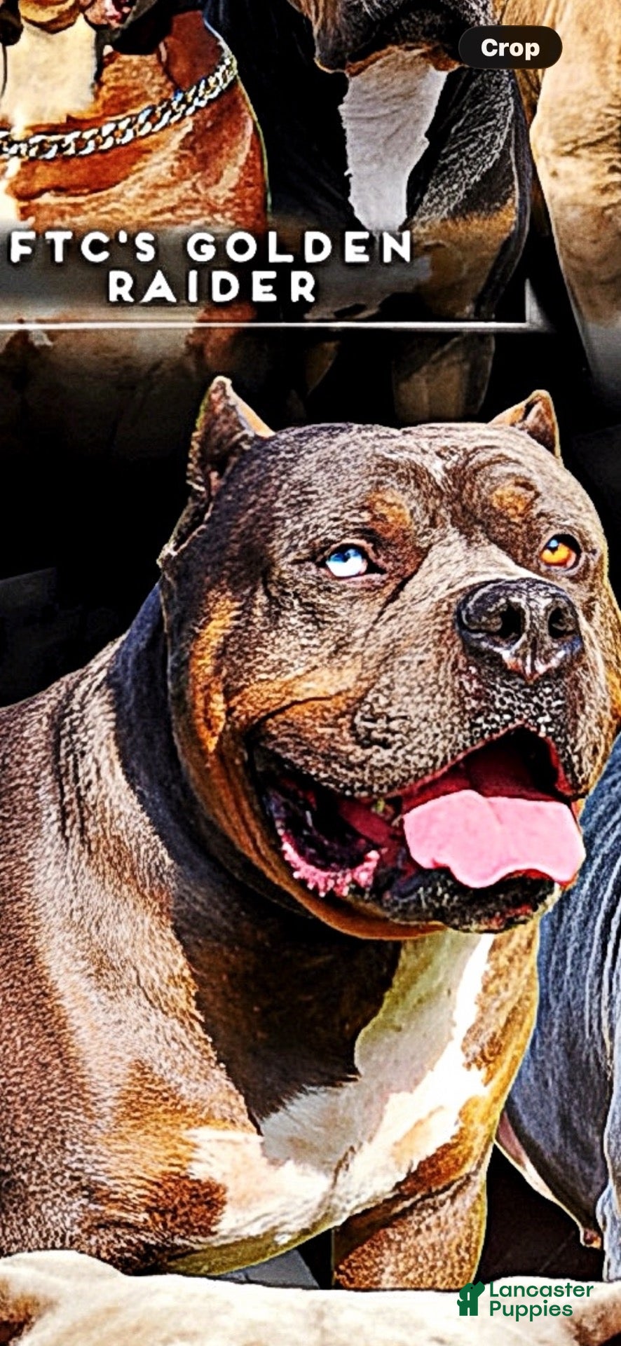 American Bully dogs American Bully 7 - Ad 2