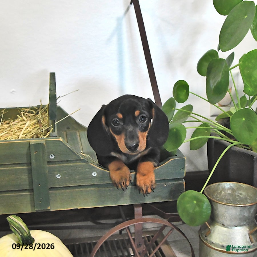Miniature Dachshund dogs Jax - Ad 1
