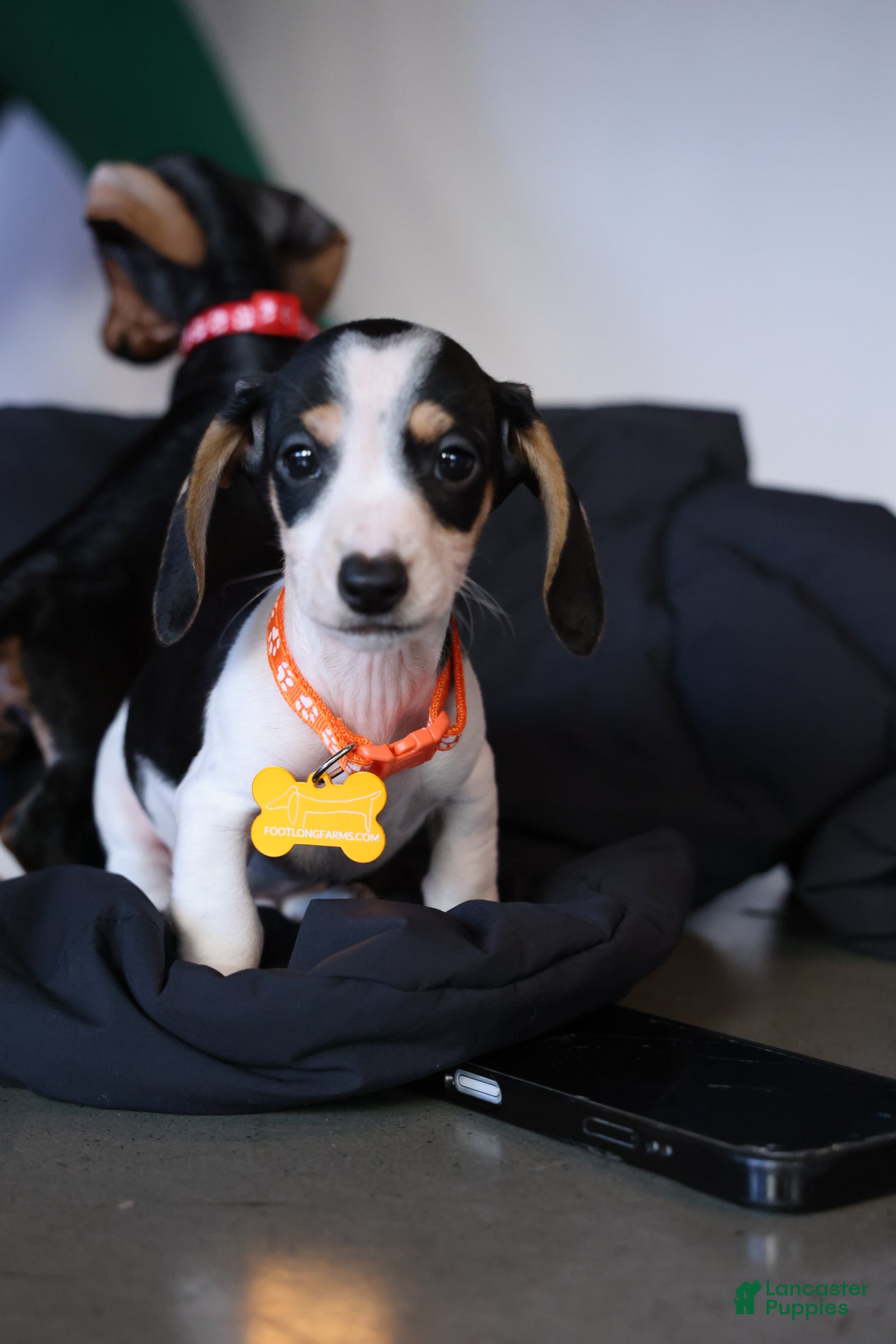 Miniature Dachshund dogs Miniature Dachshund Puppy 1 - Ad 2