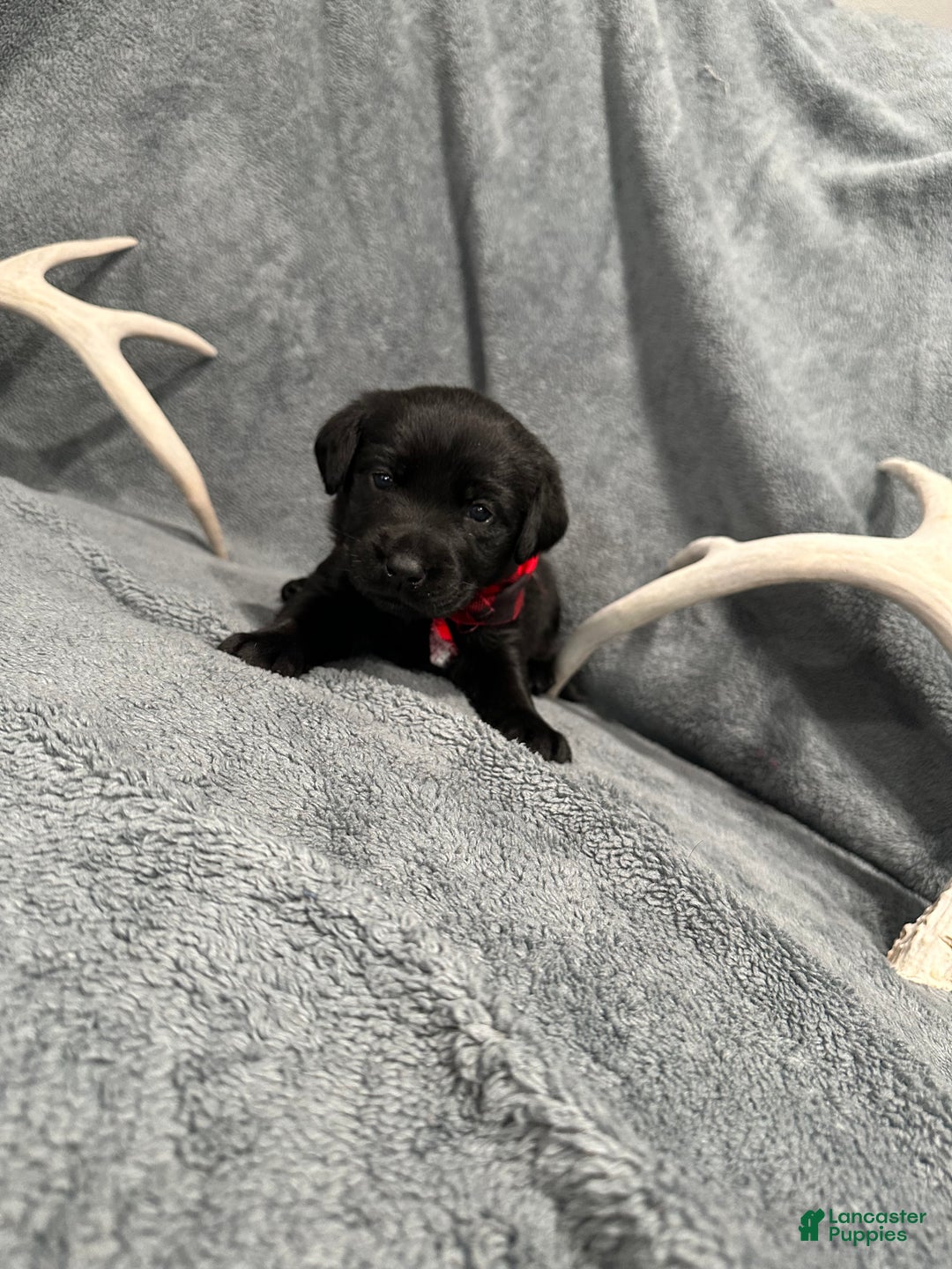 Labrador Retriever dogs for sale: Mystic - Ad 3