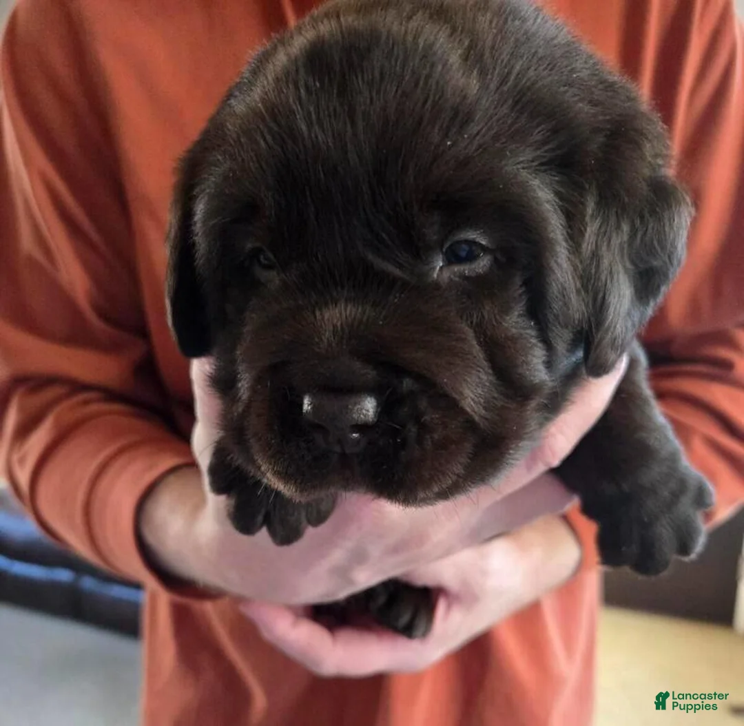 Labrador Retriever dogs for sale: Labrador Retriever Puppy 6 - Ad 1