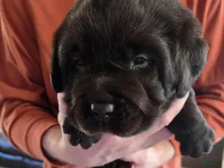 Labrador Retriever dogs Labrador Retriever Puppy 6 - Ad 5