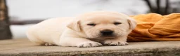 Labrador Retriever dogs for sale: Shiloh - Ad 7