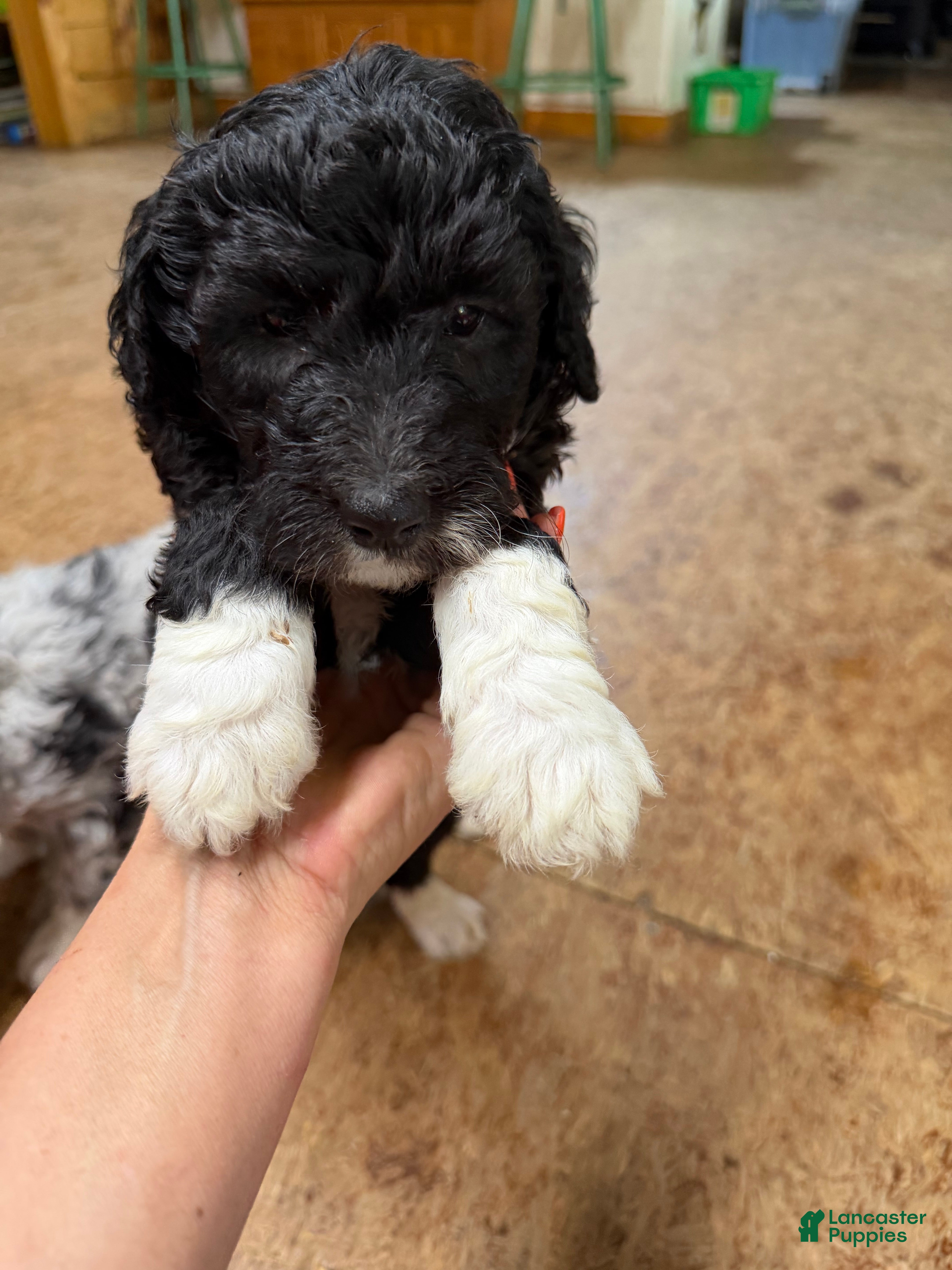 Aussiedoodle dogs Aussiedoodle Puppy 6 - Ad 30