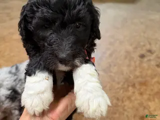 Aussiedoodle dogs Aussiedoodle Puppy 6 - Ad 10