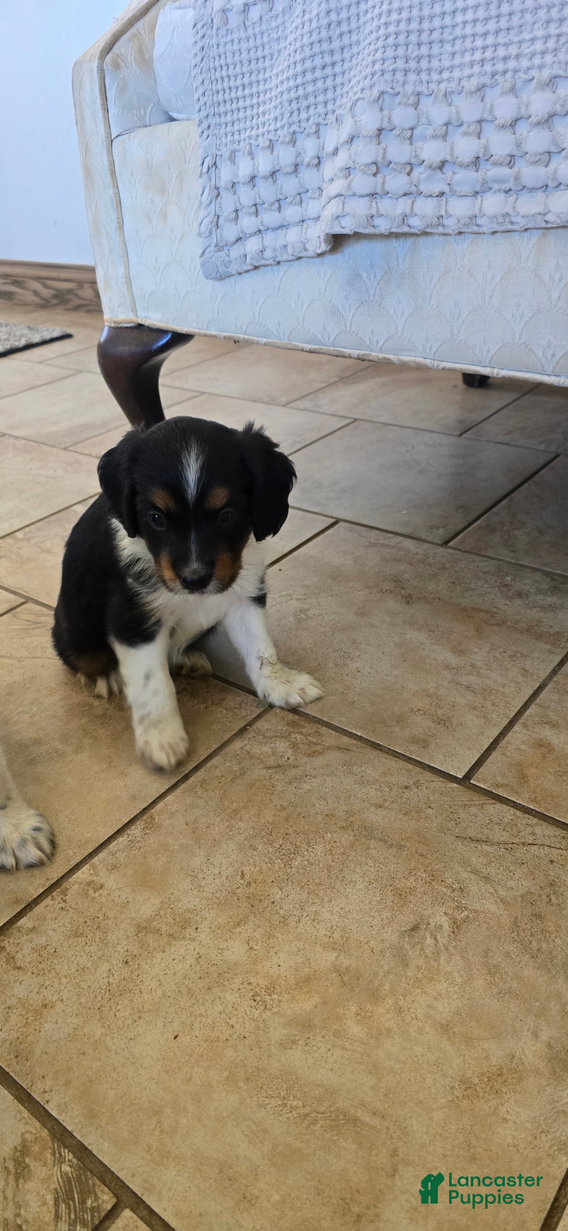 Mixed Breed dogs Holly - Ad 2
