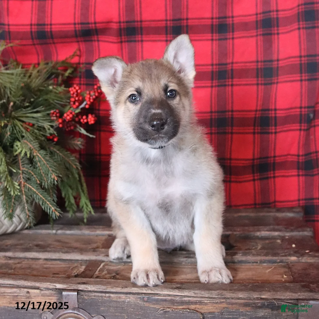 German Shepherd dogs for sale: Dasher - Ad 8