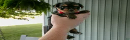 Yorkshire Terrier dogs for sale: Hunter - Ad 4