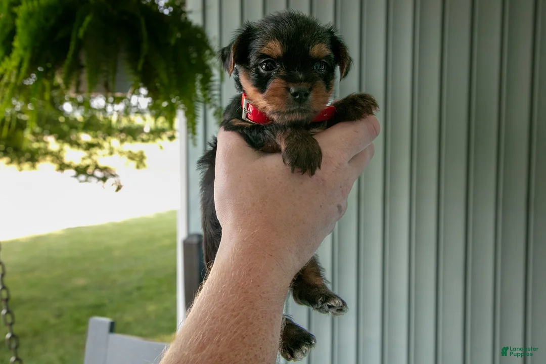 Yorkshire Terrier dogs for sale: Hunter - Ad 4
