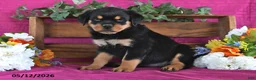 Rottweiler dogs for sale: Natalie - Ad 2