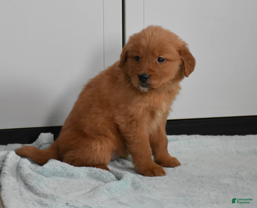 Golden Retriever dogs for sale: Sydney   Genetic/OFA - Ad 14