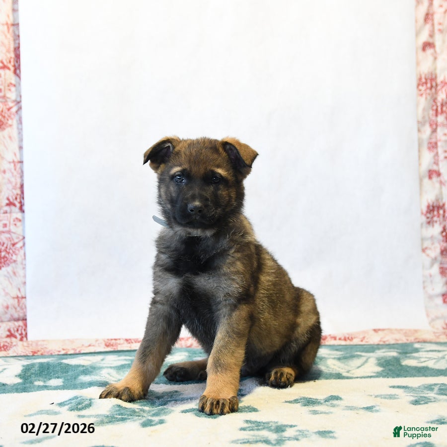 German Shepherd dogs Hunter - Ad 1