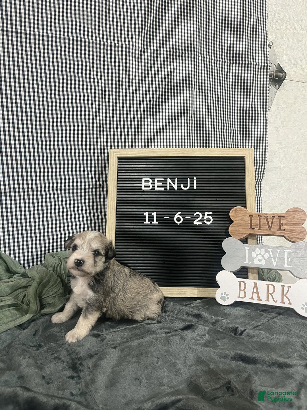 Standard Schnauzer dogs for sale: Benji - Ad 2
