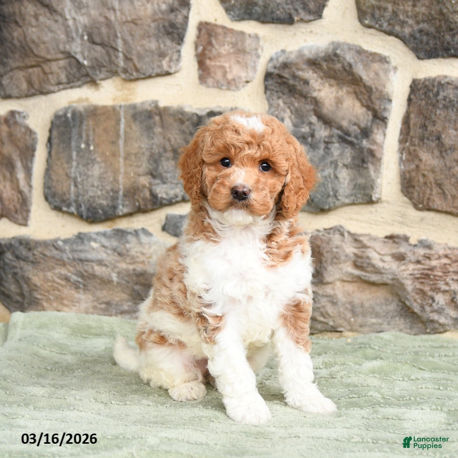 Goldendoodle dogs Joy - Ad 2