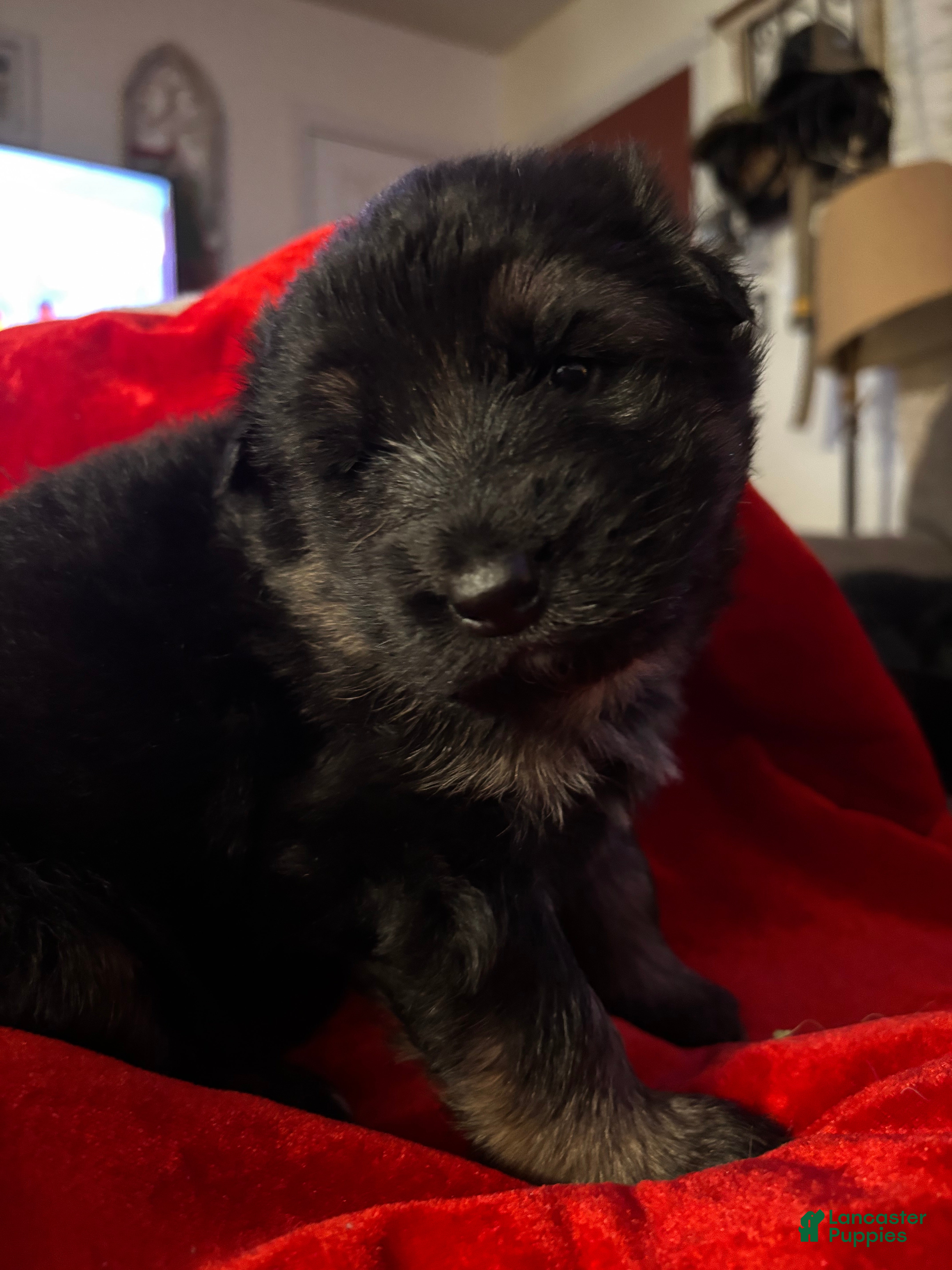 German Shepherd dogs Midnight  - Ad 8