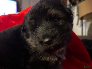 German Shepherd dogs Midnight - Ad 32