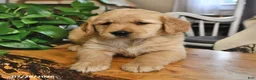 Mixed Breed dogs for sale: Tootsie - Ad 3