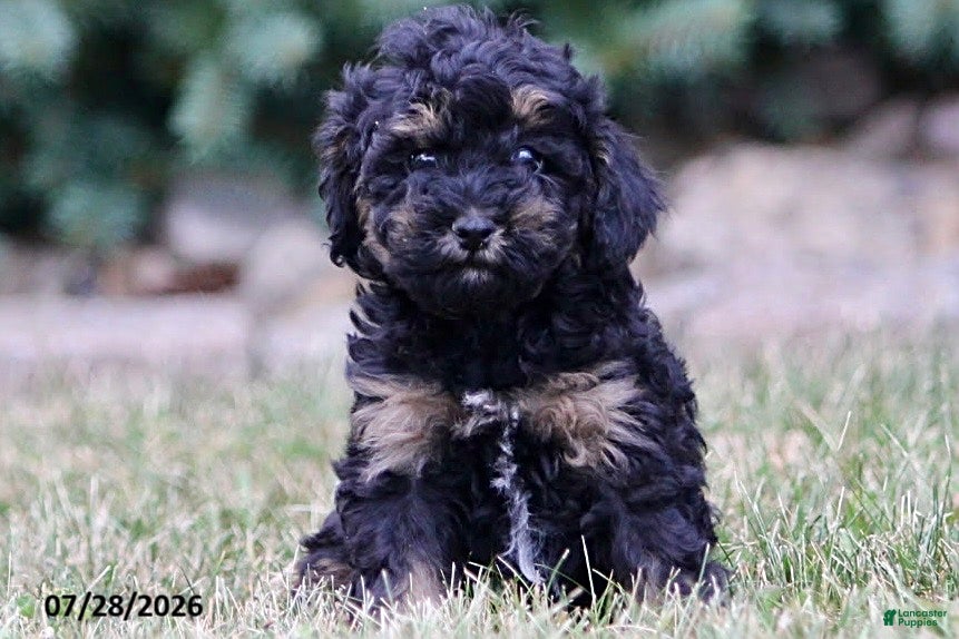 Toy Poodle dogs Hailey - Ad 2