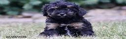 Toy Poodle dogs for sale: Hailey - Ad 2