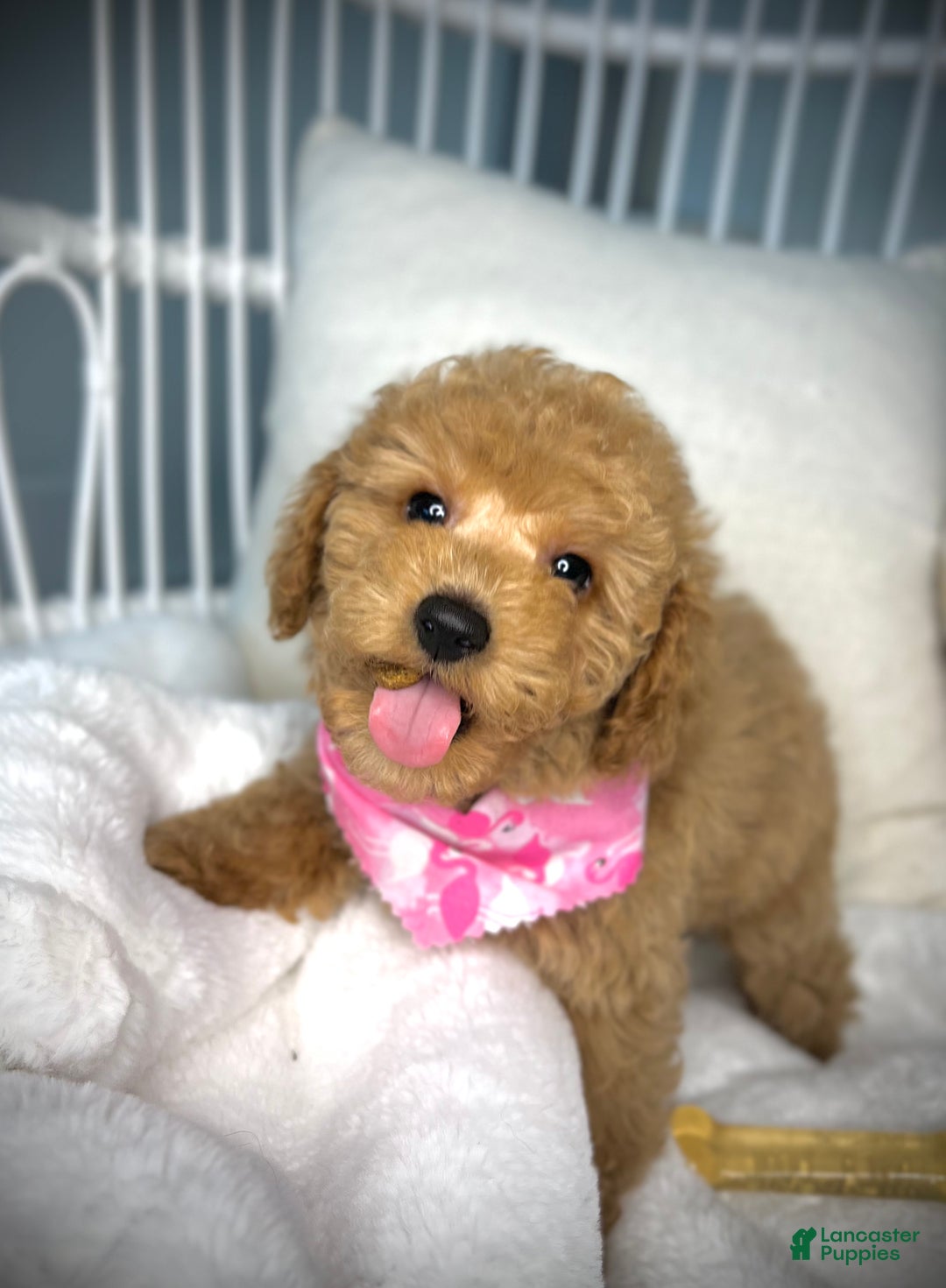 Toy Poodle dogs for sale: Toy Poodle Puppy 2 - Ad 20