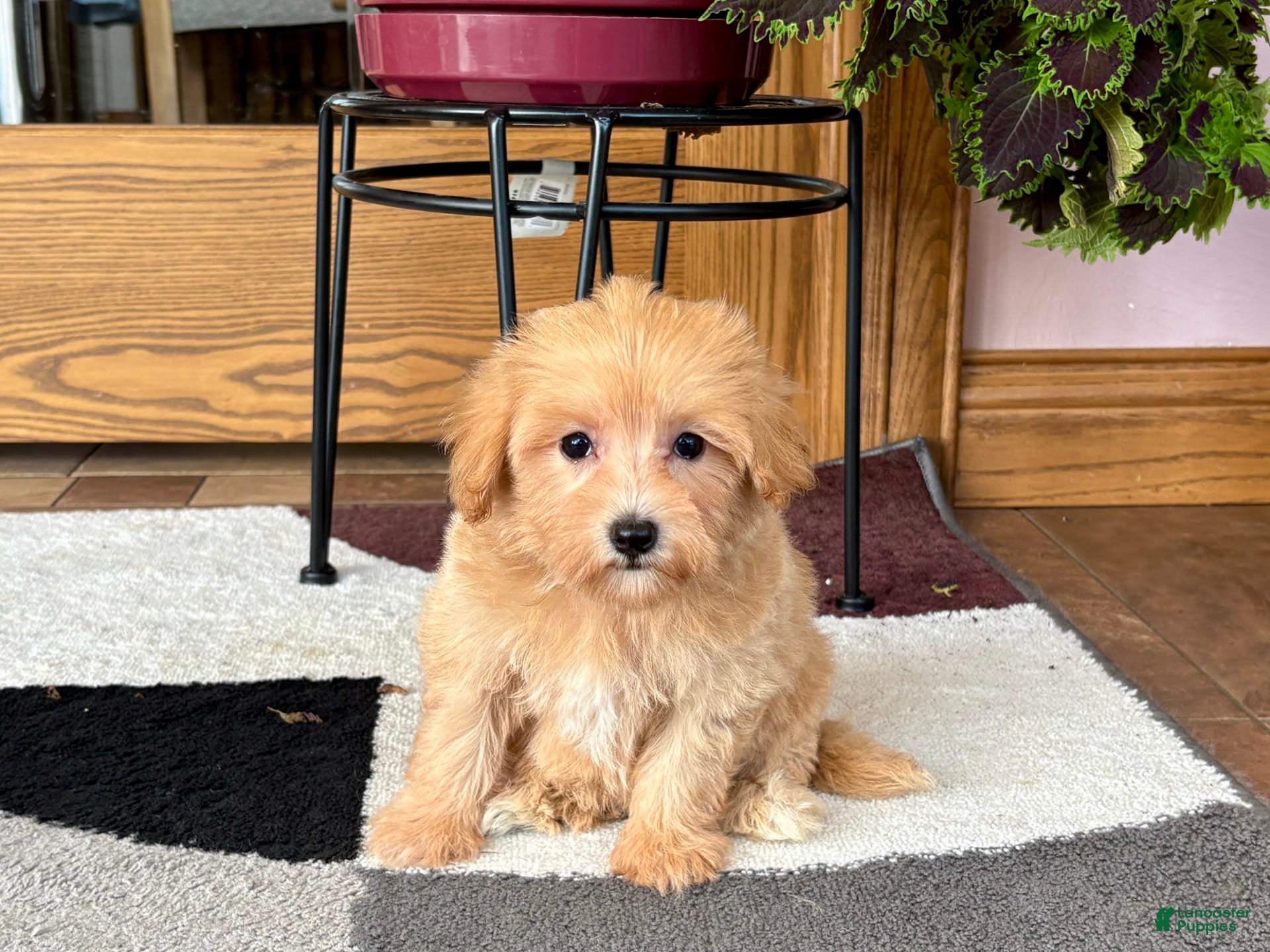 Maltipoo dogs Marty - Ad 2