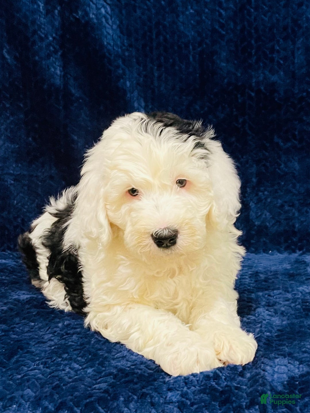 Sheepadoodle dogs for sale: Mars - Ad 1