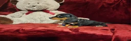 Miniature Dachshund dogs for sale: JASPER  - Ad 4
