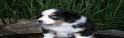 Miniature Australian Shepherd dogs for sale: Rascal - Ad 3