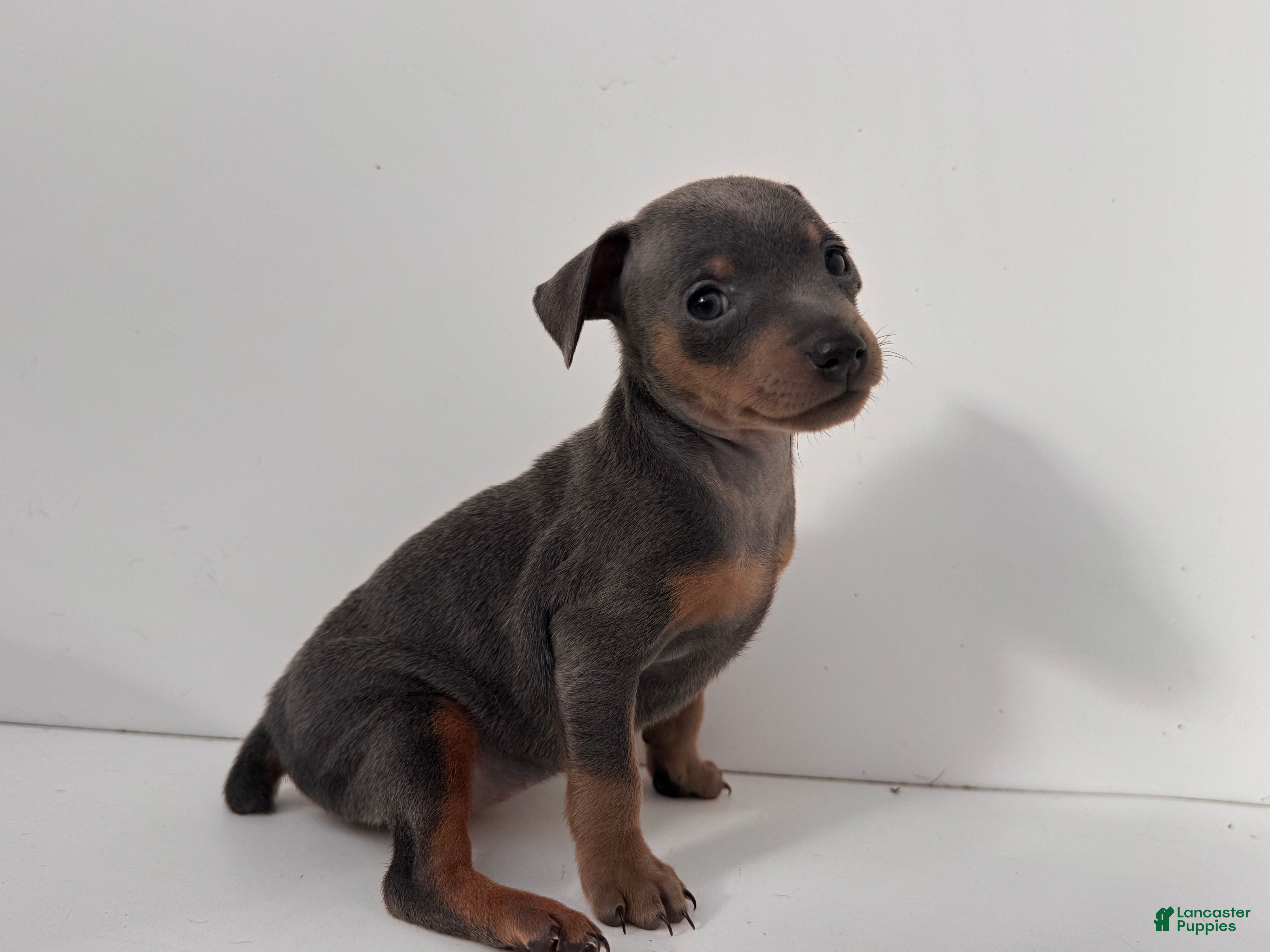 Miniature Pinscher dogs Lilah - Ad 25