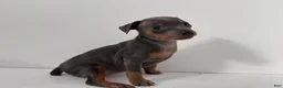 Miniature Pinscher dogs for sale: Lilah - Ad 1