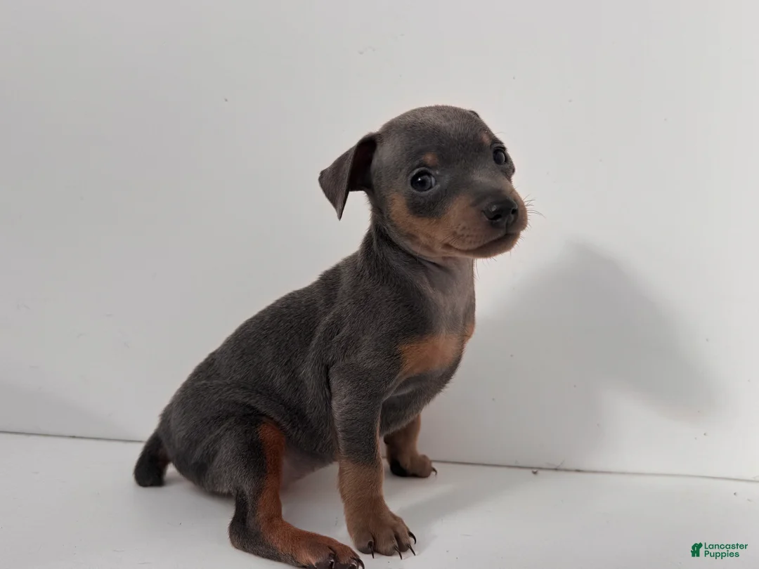 Miniature Pinscher dogs for sale: Lilah - Ad 1