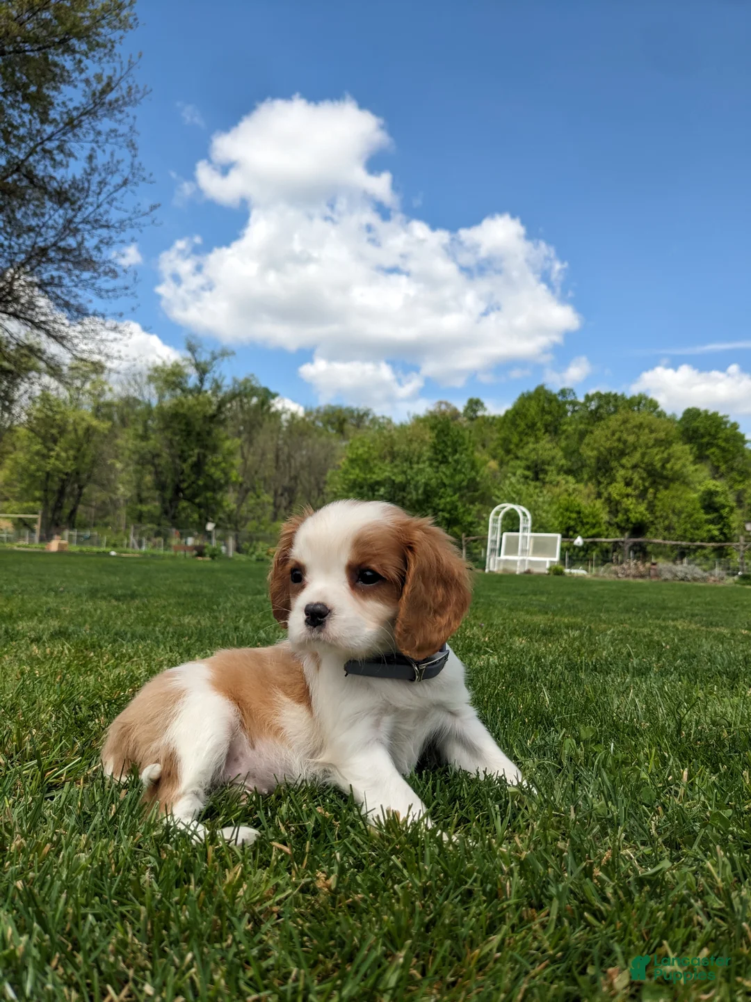 Cavalier King Charles Spaniel dogs for sale: Kimmie  - Ad 2