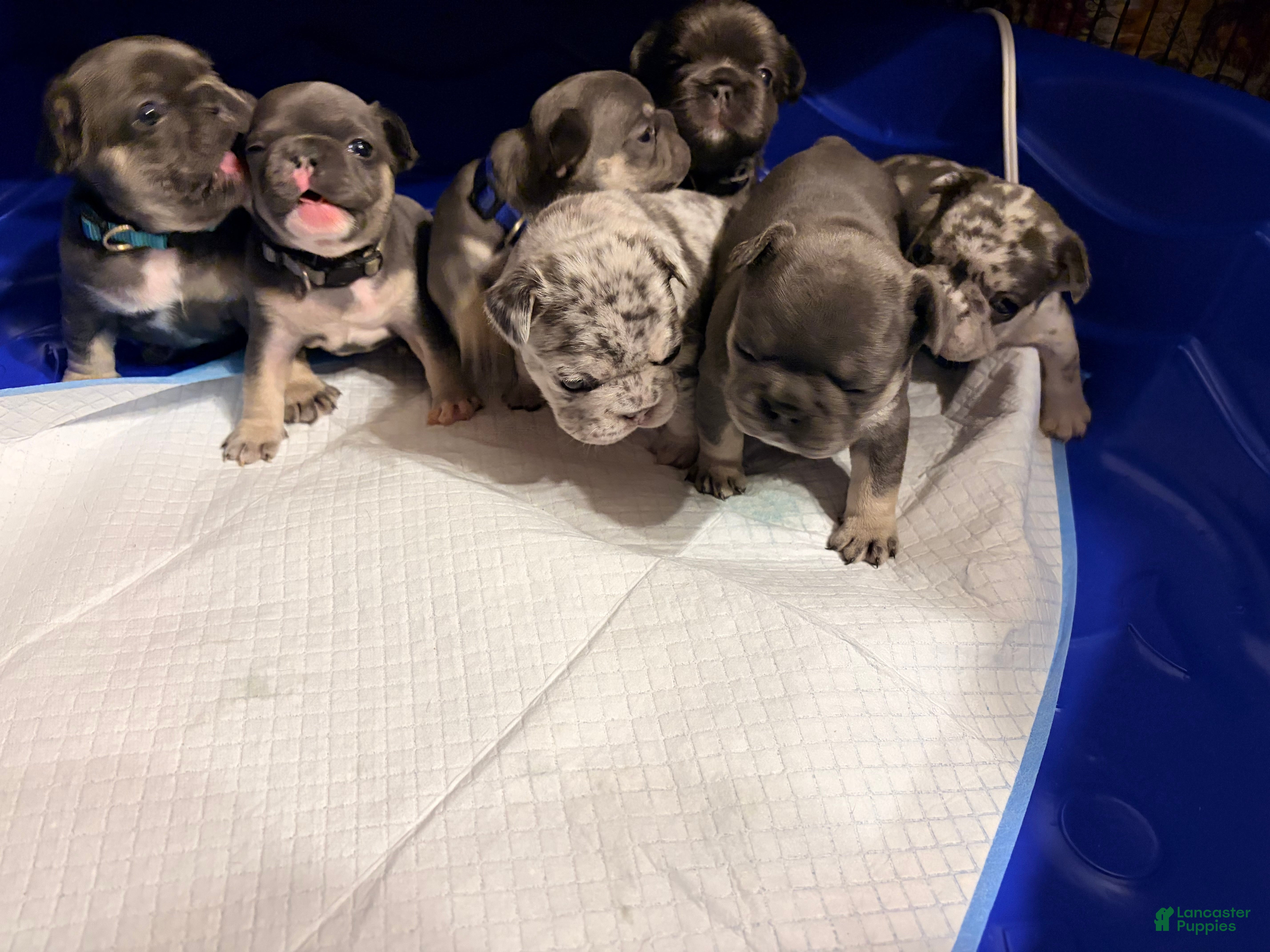 French Bulldog dogs French Bulldog Puppy 2 - Ad 25