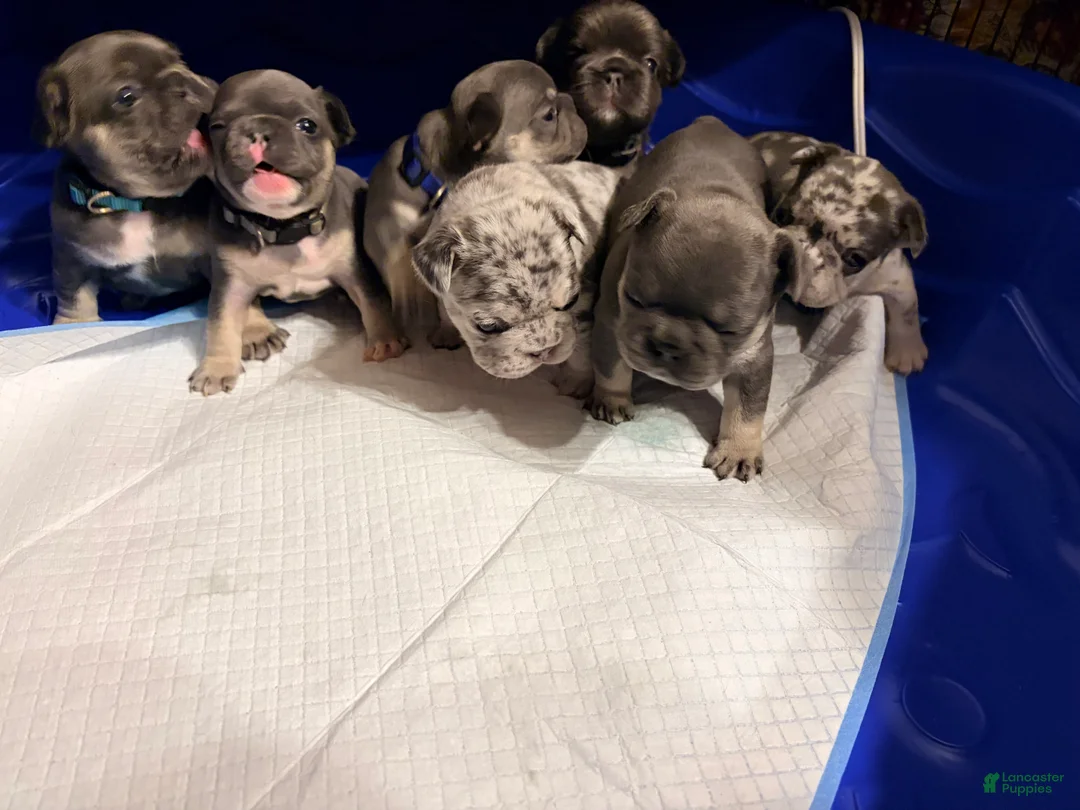 French Bulldog dogs for sale: French Bulldog Puppy 2 - Ad 1