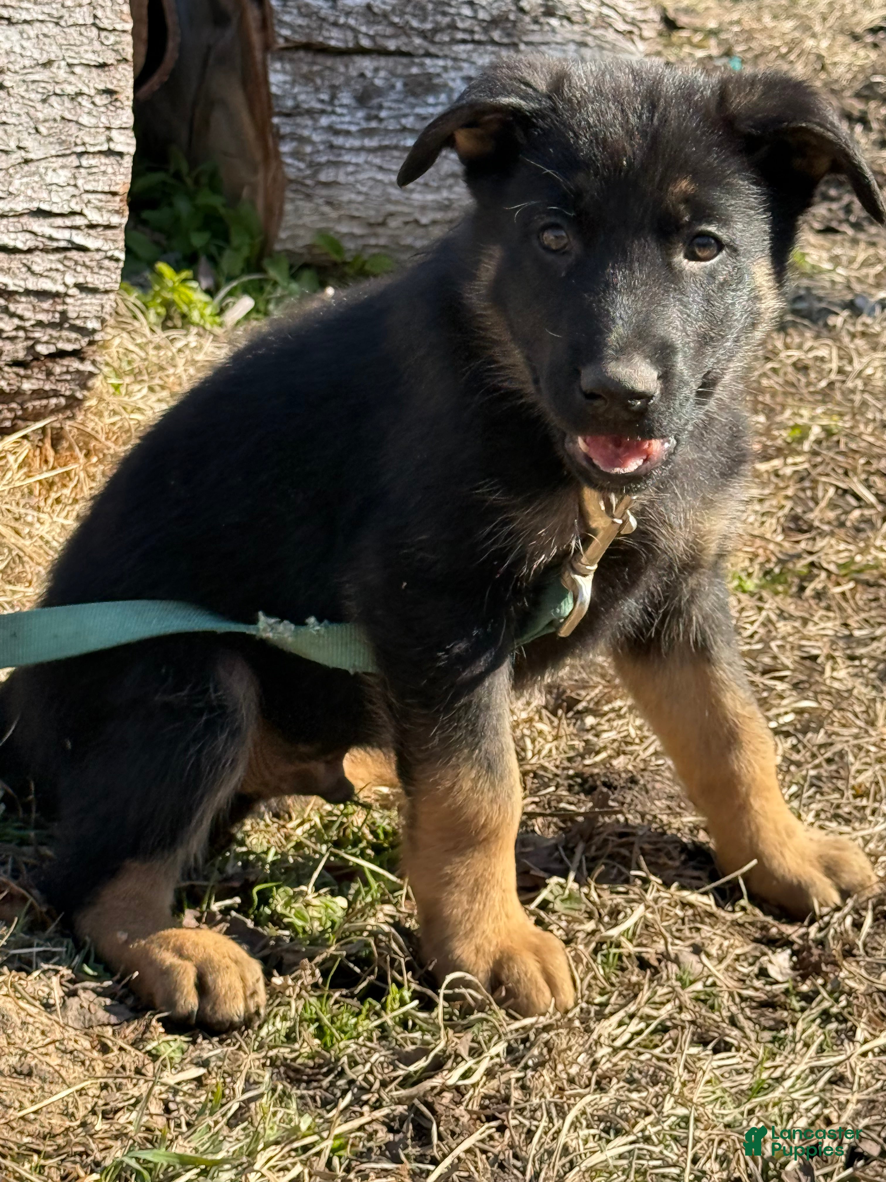 German Shepherd dogs Red - Ad 11