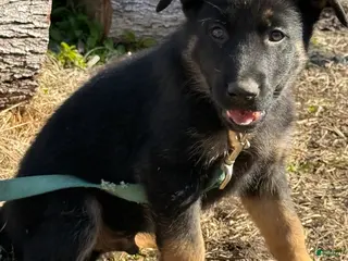 German Shepherd dogs Red - Ad 11