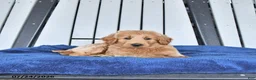 Mini Goldendoodle dogs for sale: Tanner - Ad 3
