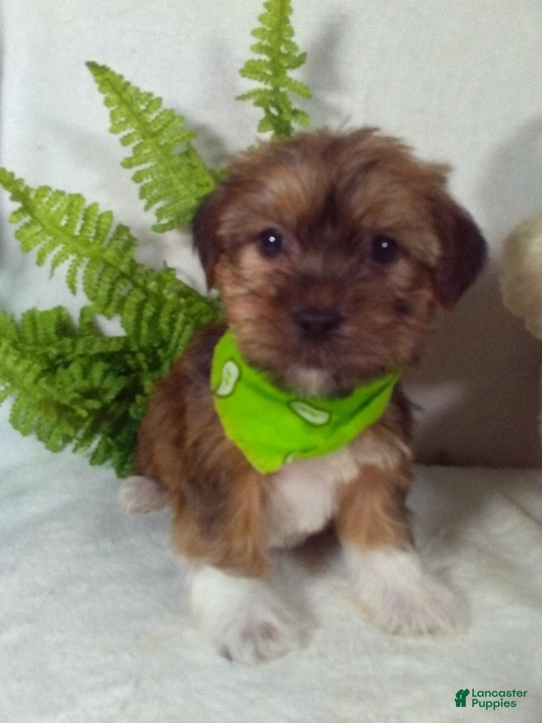 Shorkie dogs for sale: Gizmo - Ad 2