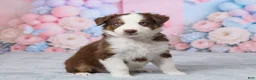 Australian Shepherd dogs for sale: Zoey - Ad 4
