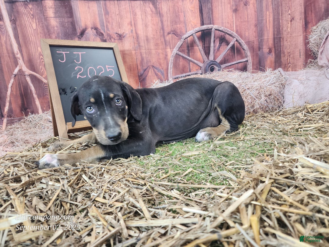 Catahoula Leopard Dog dogs for sale: JJ 2025 Male 4 - Ad 15