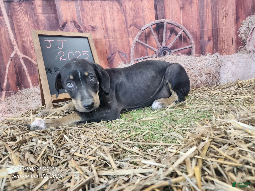 Catahoula Leopard Dog dogs for sale: JJ 2025 Female 1 "Mittens" - Ad 9