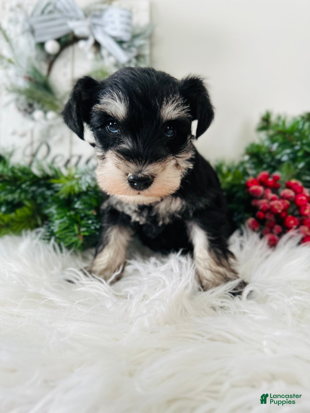 Miniature Schnauzer dogs for sale: Brody - Ad 11