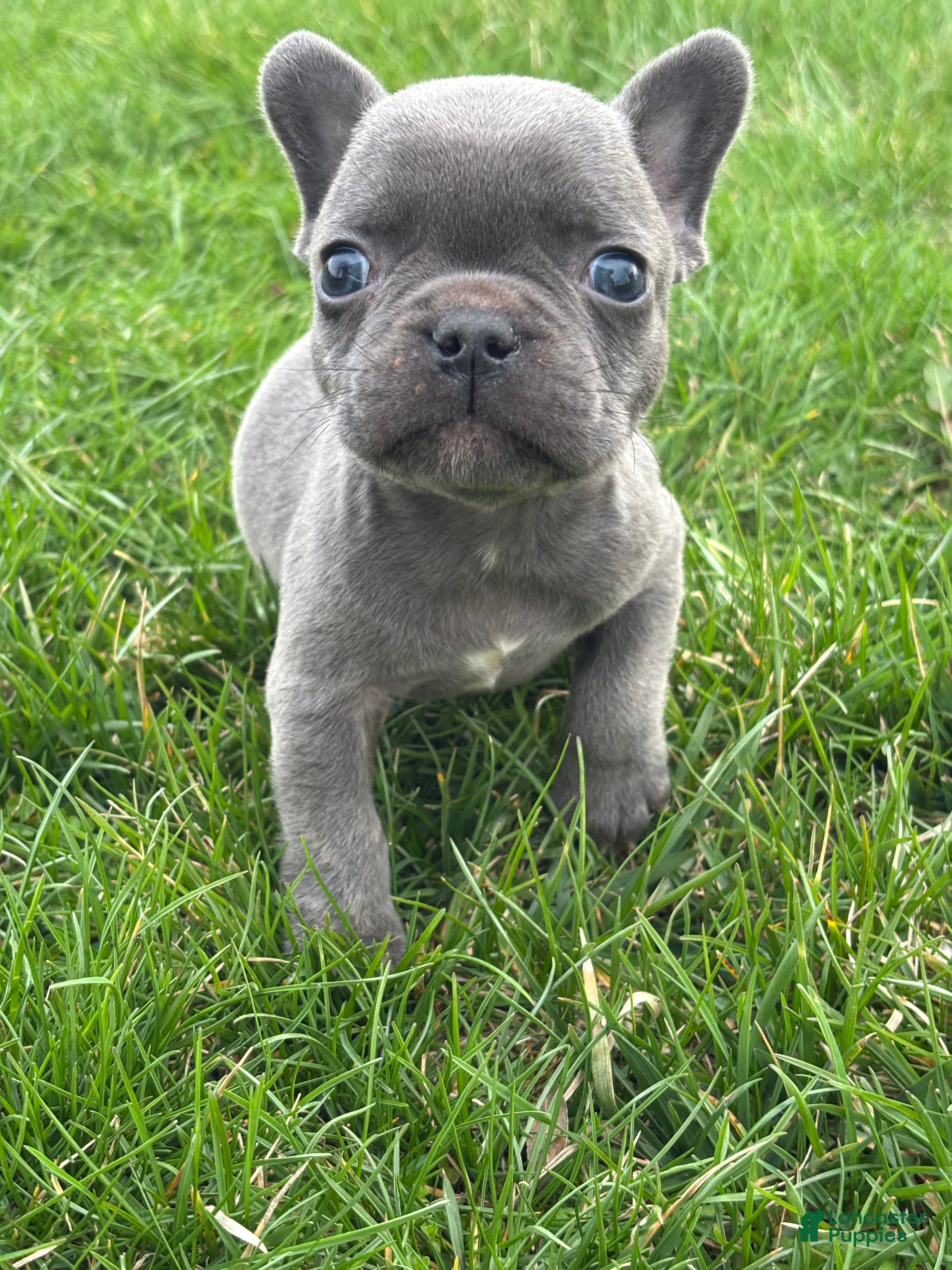 French Bulldog dogs Henrey - Ad 2