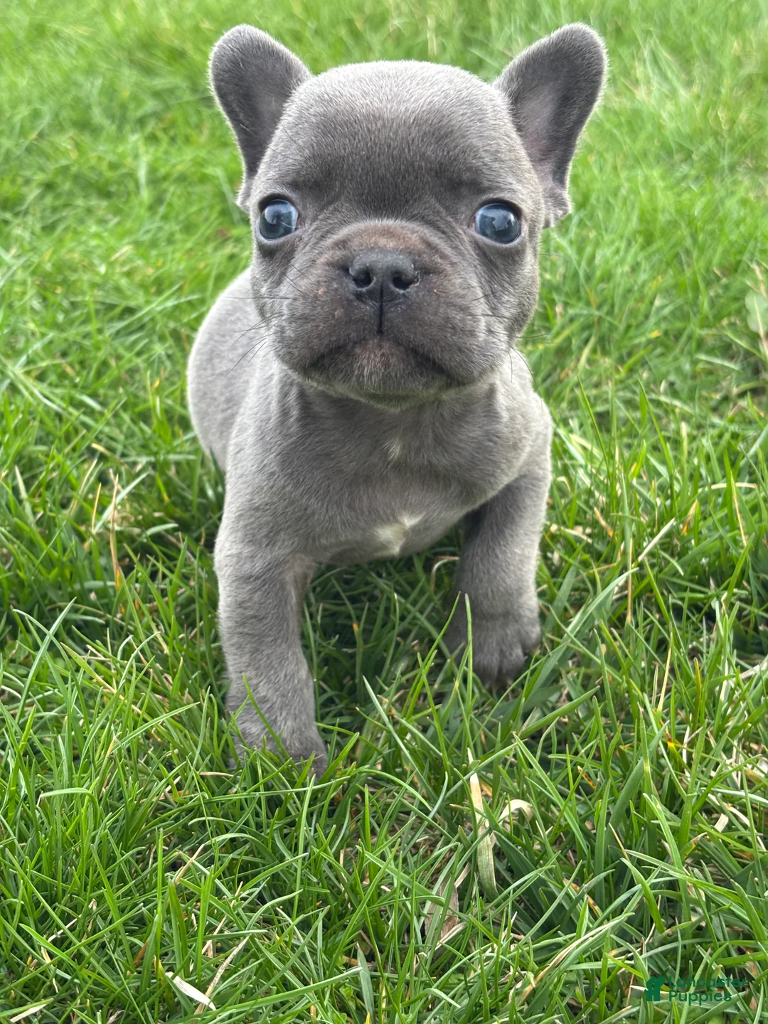 French Bulldog dogs for sale: Henrey - Ad 2